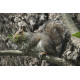 Grey Squirrel with nesting material