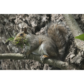 Grey Squirrel with nesting material