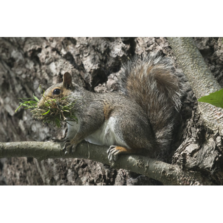 Grey Squirrel with nesting material