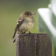 Arcadian Flycatcher, Kent 1