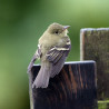 Arcadian Flycatcher, Kent