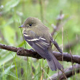 Arcadian Flycatcher, Kent 2