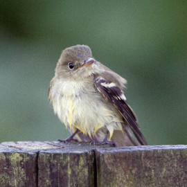 Arcadian Flycatcher, Kent 3