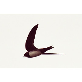 Alpine Swift