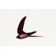 Alpine Swift