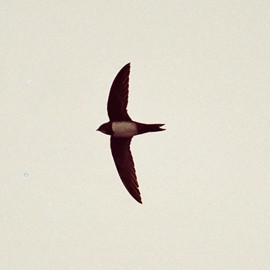 Alpine Swift Reculver 1