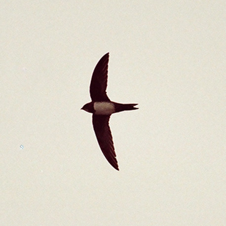 Alpine Swift Reculver 1
