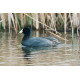 American Coot, Stodmarsh