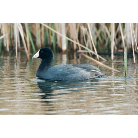 American Coot, Stodmarsh