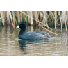 American Coot, Stodmarsh
