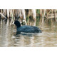 American Coot, Stodmarsh 1