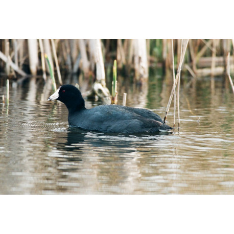 American Coot, Stodmarsh 1