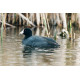 American Coot, Stodmarsh 2