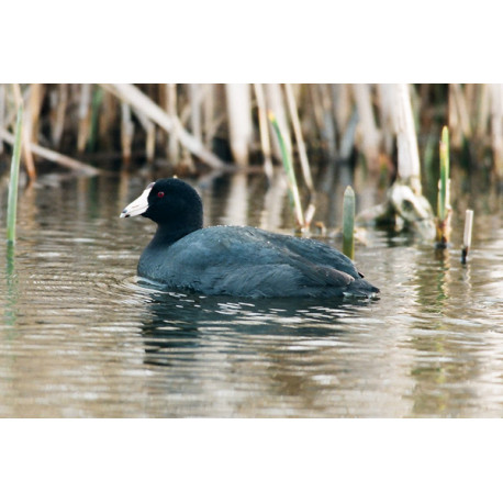 American Coot, Stodmarsh 2