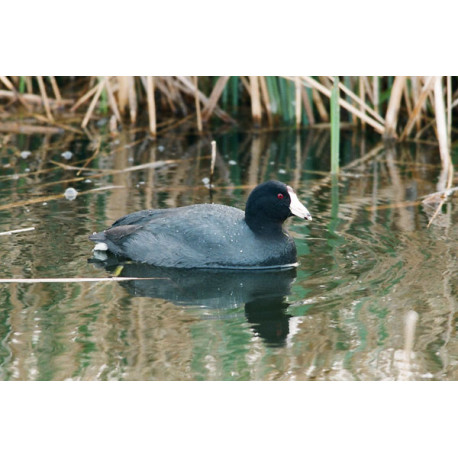American Coot, Stodmarsh 3