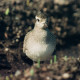 American Golden Plover, Scillies