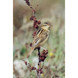 Aquatic Warbler