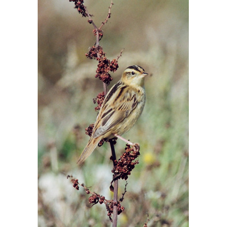 Aquatic Warbler