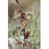 Aquatic Warbler