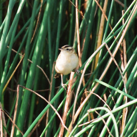 Aquatic Warbler, Marazion
