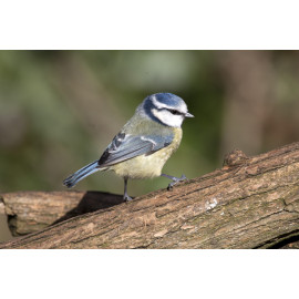 Blue tit  in the Sun