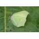 Brimstone Butterfly on a Leaf