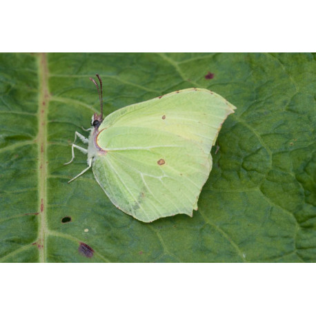 Brimstone Butterfly on a Leaf
