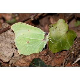 Brimstone Butterfly Surlingham