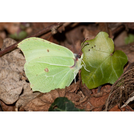 Brimstone Butterfly Surlingham
