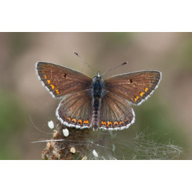 Brown Argos Warham 1