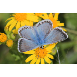 Chalk Hill Blue on Ragwort