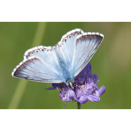 Chalk Hill Blue Warham