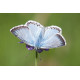 Chalk Hill Blue Warham 1