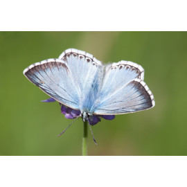 Chalk Hill Blue Warham 1