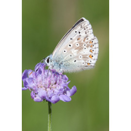 Chalk Hill Blue Warham 2