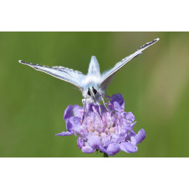 Chalk Hill Blue Warham 3