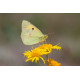 Clouded Yellow Butterfly