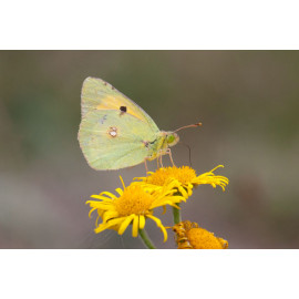 Clouded Yellow Butterfly