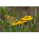 Clouded Yellow Butterfly, Minsmere