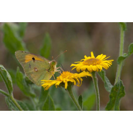Clouded Yellow Butterfly, Minsmere