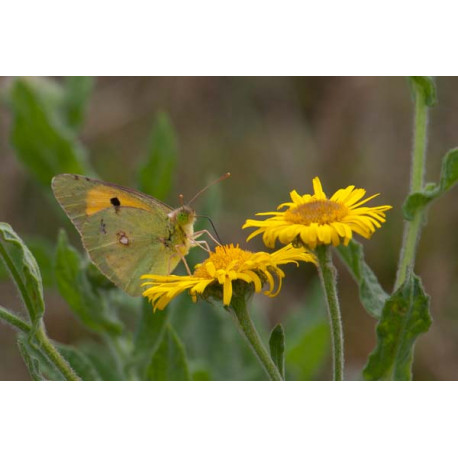 Clouded Yellow Butterfly, Minsmere