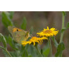 Clouded Yellow Butterfly, Minsmere