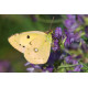 Clouded Yellow Butterfly, Choseley