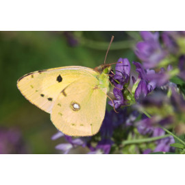Clouded Yellow Butterfly, Choseley