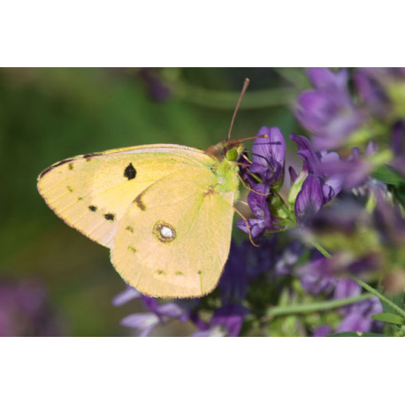 Clouded Yellow Butterfly, Choseley
