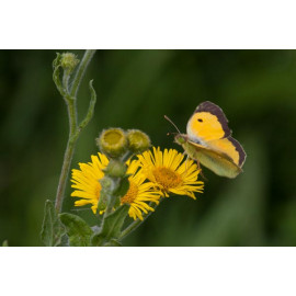 Clouded Yellow Landing