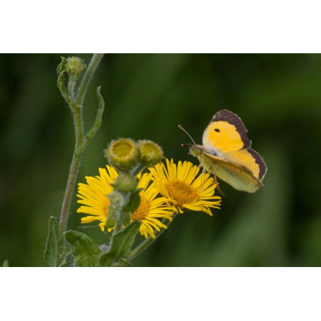 Clouded Yellow Landing