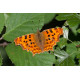 Comma Butterfly