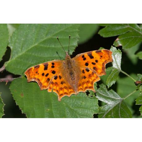 Comma Butterfly