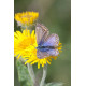 Common Blue Female